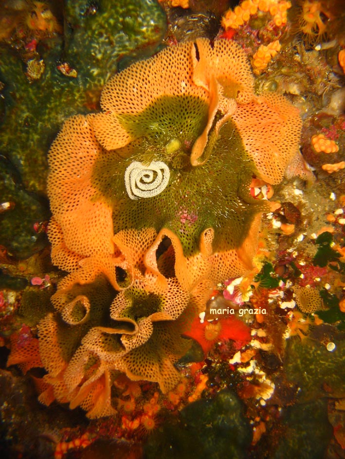 Riproduzione Discodoris atromaculata